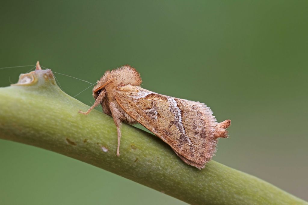 Una piccola falena da identificare